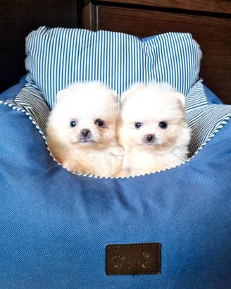 Spitz di Pomerania NANO
