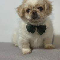 Cucciolo pechinese