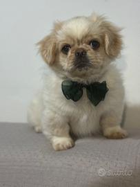 Cucciolo pechinese