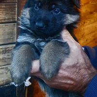 Cuccioli di pastore tedesco