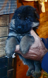 Cuccioli di pastore tedesco