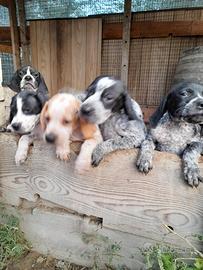 Cuccioli di bracco pointer da tartufi
