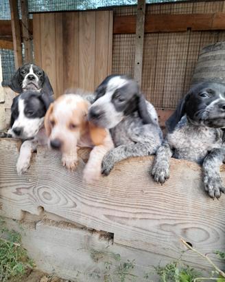 Cuccioli di bracco pointer da tartufi