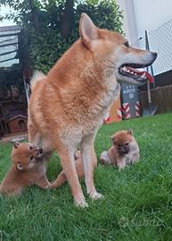 Cuccioli Shiba Inu
