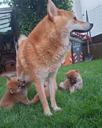 Cuccioli Shiba Inu
