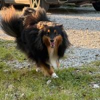 Shetland Sheepdog per accoppiamento