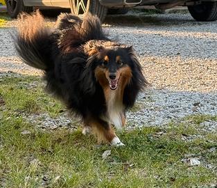 Shetland Sheepdog per accoppiamento