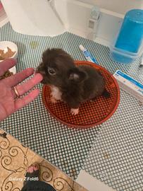 Chihuahua a pelo lungo