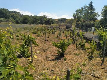 Terreno agricolo ex-vigneto c.da M. Mazzo, Ragalna