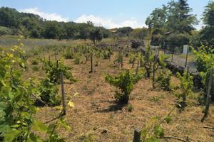 Terreno agricolo in Contrada Monte Marzo