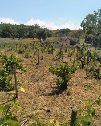 Terreno nel Parco dell'Etna con vigneto storico