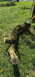 Legno di ciliegio