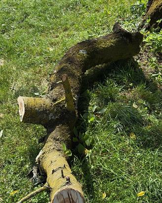 Legno di ciliegio