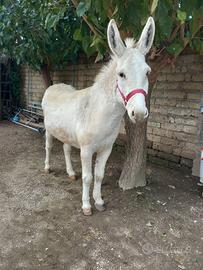 Asino albino