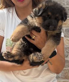 Ultimi 2 cuccioli pastore tedeschi con pedigree