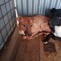 Marley, Labrador Mix maschio