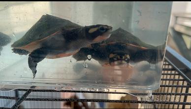 Tartarughe d'acqua australiane