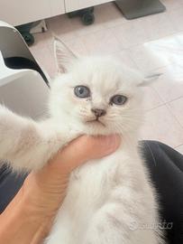 Cuccioli gatti british/scottish