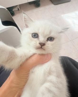 Cuccioli gatti british/scottish