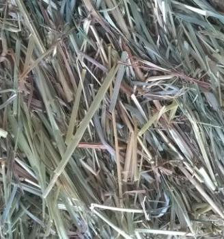 Fieno per conigli nani