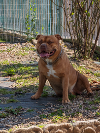 American bully standard x monta