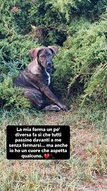 Geronimo  ❤️ 
