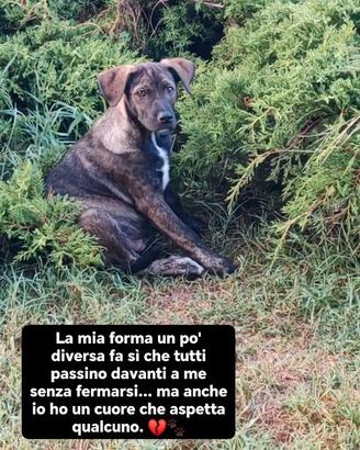 Geronimo  ❤️ 