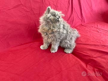 Gattino Persiano