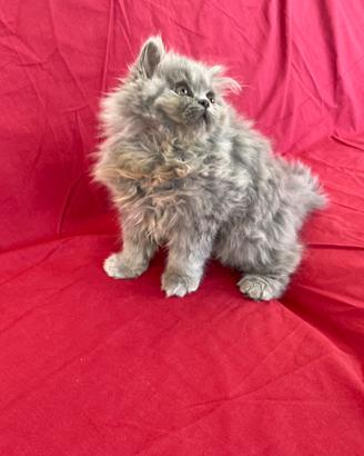 Gattino Persiano