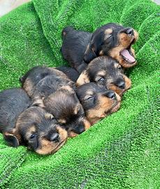 .Bassotto a pelo duro con pedigree