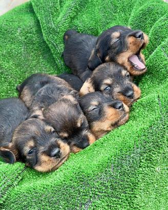 .Bassotto a pelo duro con pedigree