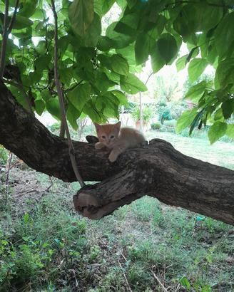 cuccioli di gatto