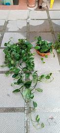 Piante pothos rampicanti o scendenti