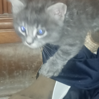 Gattini nati in casa