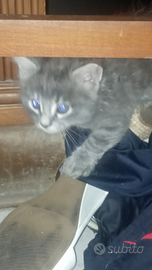 Gattini nati in casa