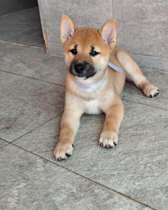 Cuccioli shiba