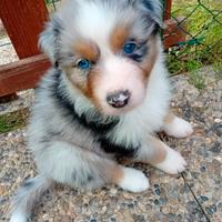 Cuccioli di pastore australiano con pedigree