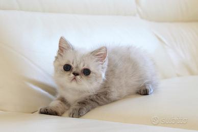 Gattino exotic shorthair