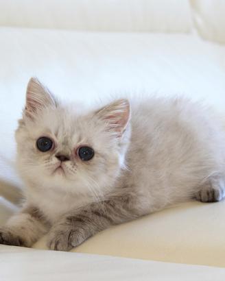 Gattino exotic shorthair
