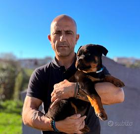 Cuccioli di rottweiler nati il 25 gennaio 2026