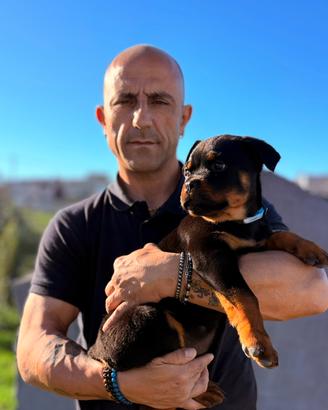 Cuccioli di rottweiler nati il 25 gennaio 2026