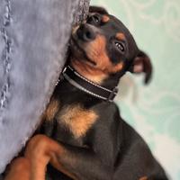Pinscher nanno nero