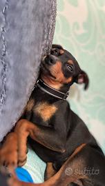 Pinscher nanno nero