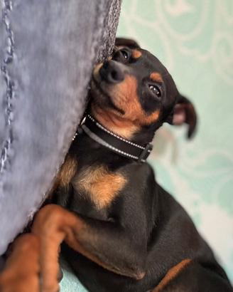 Pinscher nanno nero