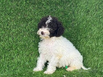 Lagotto romagnolo