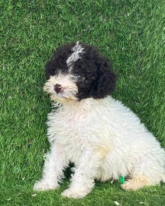 Lagotto romagnolo