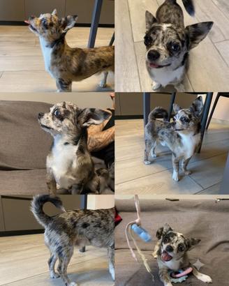 Disponibile per monta : SPARKIE