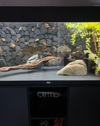 Acquario Juwel rio 180