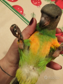 Pappagallo del Senegal allevato a mano