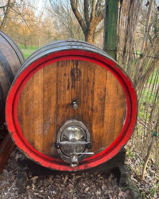 Botte in legno vino